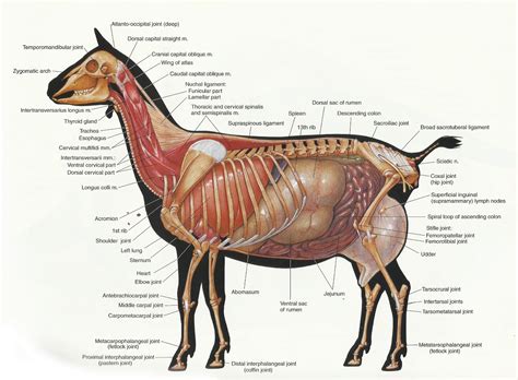 Archer's Acres: Anatomy : Capra hircus