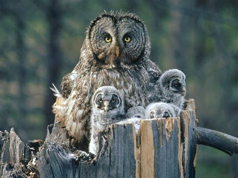 Great Gray Owl | great grey owl call | OWLS (3) | Owl pictures, Baby owls, Beautiful owl