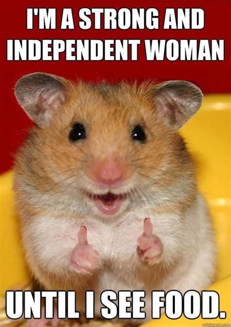 15 Funny Hamster Memes To get You Through Friday | Funny hamsters ...