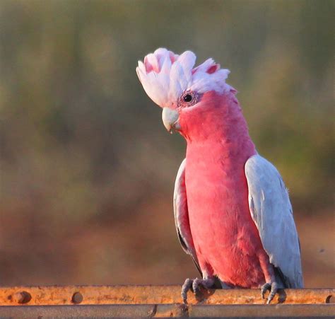 Noisy Parrots - Page 2 - Over 50s Forum | Pet birds, Galah cockatoo, Exotic birds