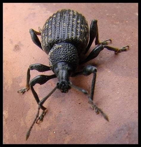 How Does a Weevil Infestation Start? | Hunker