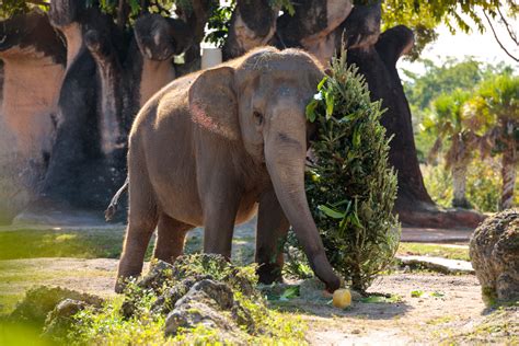 Watch Zoo Miami animals open presents throughout the Holiday season ...