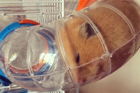 Types of Tunnels for Guinea Pigs and Other Pocket Pets