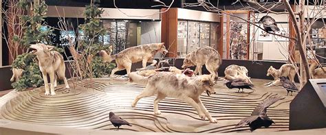 New exhibit coming soon to International Wolf Center | The Timberjay