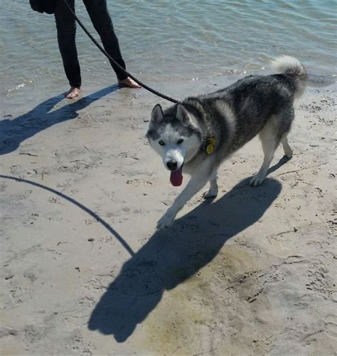 Dog Beach on Honeymoon Island - Maya | Dog beach, Dogs, Honeymoon island