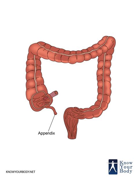 Appendix Diagram