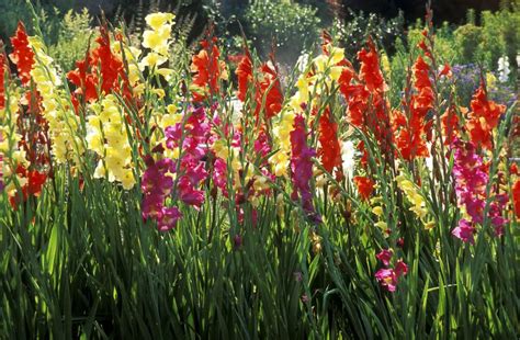 How to Plant Gladiolus - Plant Instructions