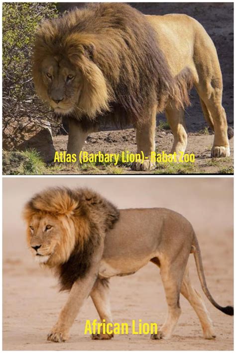 Barbary Lion Vs African Lion Size