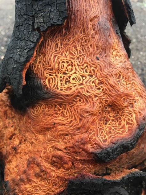 Pin by Tim Mbobs on burnt tree | Burled wood, Tree burl, Wood