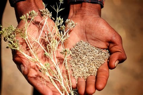 Cumin Seeds - Allotment & Gardens