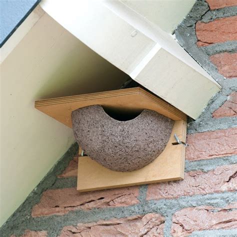 House Martin Nest | One Stop Nature