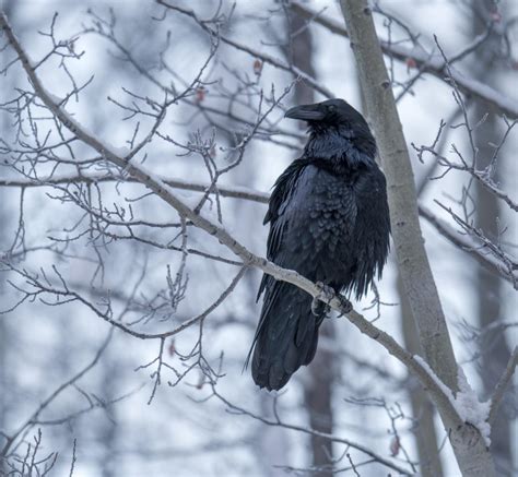 Christmas Raven in fresh snow : birding