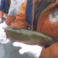 Hatchery stocks Rufus Woods with Trout | News | tribaltribune.com