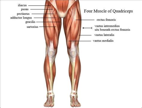 The 6 Absolute Best Quads Exercises You Can Do