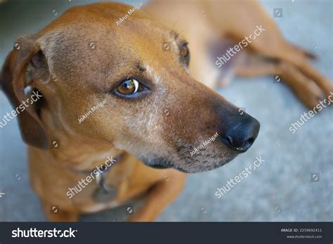 Dachshund Beagle Mix Royalty-Free Images, Stock Photos & Pictures ...