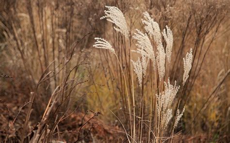 Miscanthus - Dig Delve – An online magazine about gardens, landscape ...