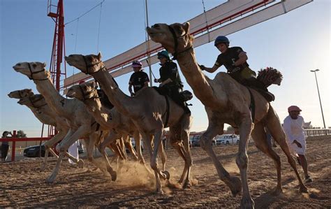 Female Camel Racing Series C1 Championship in Dubai - in pictures