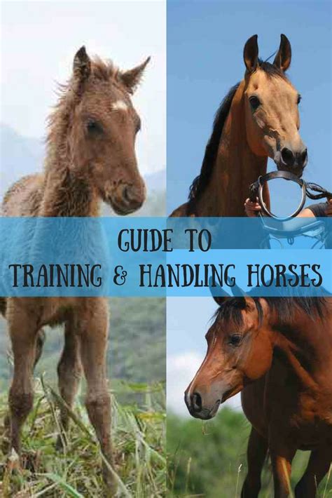 A Guide to Horse Training and Handling | Horses, Animals, Horse training