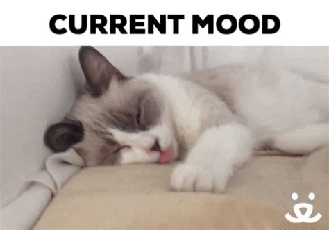 Lazy Cat GIFs - Find & Share on GIPHY