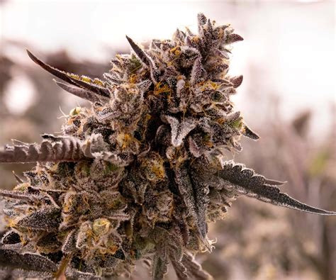 Best Sativa Strains in 2022 - TOP 5 - Expert Seed Bank