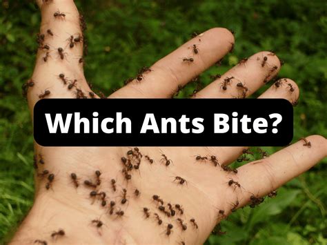 Ant Bite: Symptoms, Home Treatment, Healing, Pictures, 60% OFF