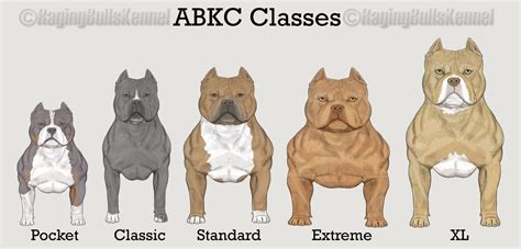 TOP AMERICAN BULLY KENNELS & BLOODLINES- VENOMLINE | American bully ...