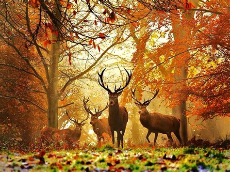 Deer Hunting Backgrounds - Wallpaper Cave