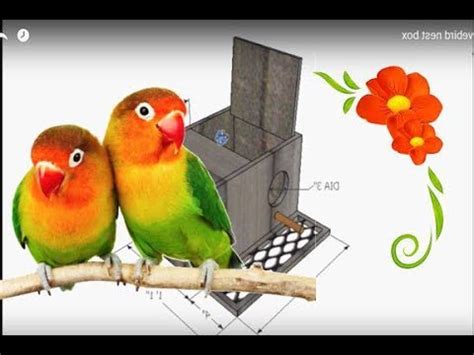 lovebird nest box - YouTube