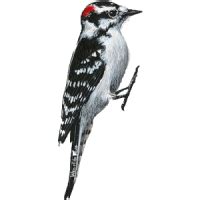 Woodpecker PNG transparent image download, size: 300x300px