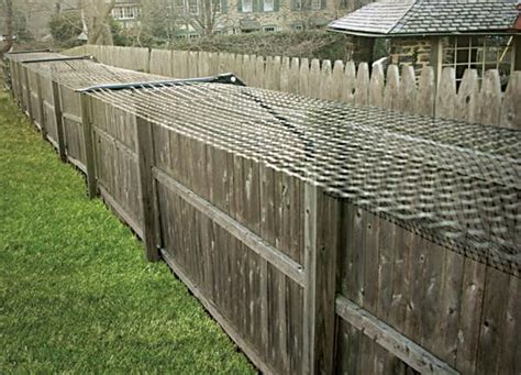 Feline-Proof Fencing Solutions in Your Area - catmags.com