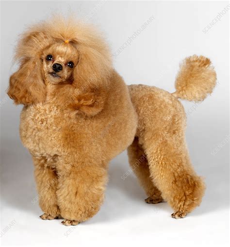 Apricot Toy Poodle - Stock Image - F008/8368 - Science Photo Library