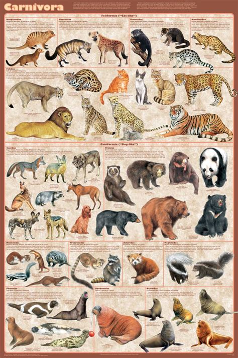 Carnivora Educational Poster 24x36 | Carnivorous animals, Animals wild, Animal posters