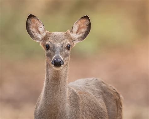 Wildlife Photography Guide to the Great Smoky Mountains - Nature TTL