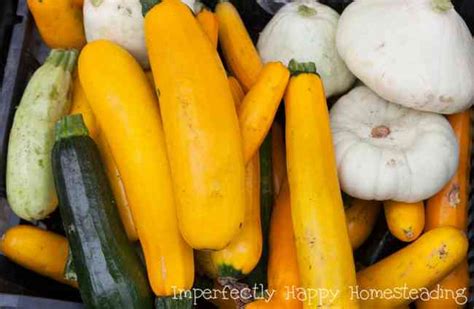 Growing Summer Squash - Everything You Need to Know