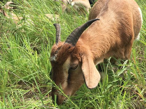 Can Goats Eat Bananas? Yay or Nay - Animal Hype