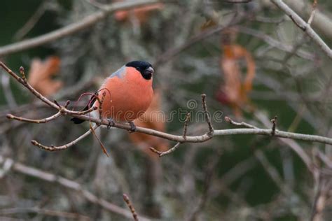 Eurasian bullfinch stock photo. Image of fall, wilderness - 150846660