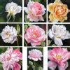 Roses in watercolor, rose paintings, White Roses, Pink Roses, Yellow Roses, Original realistic ...