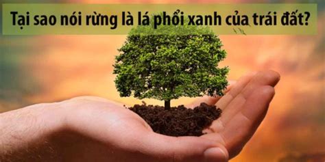 Rừng là lá phổi xanh của Trái Đất