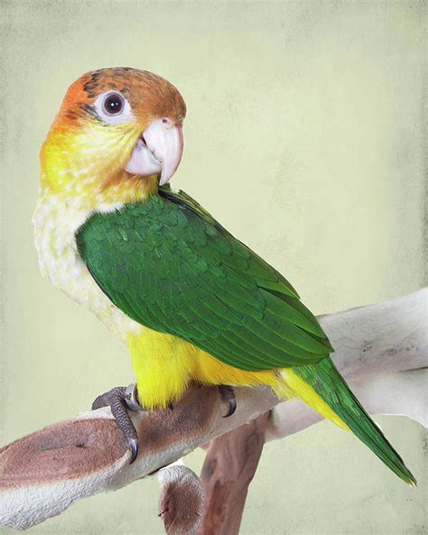 Caique Parrot Photograph by Lee Feldstein - Fine Art America