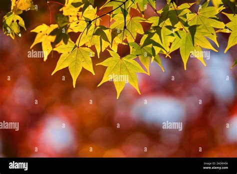 Japanese Fall Foliage Stock Photo - Alamy