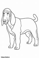 Basset Hound Full Body coloring Page sketch template