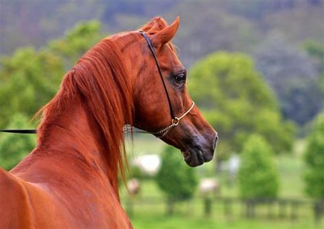 20 nomes vermelho-ardente para cavalos Castanheiros | KGSAU