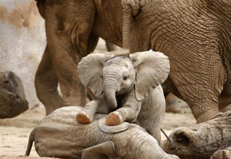 Elephant Newborn Baby