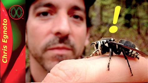 Holding a Ferocious Bald Faced Hornet - Nature Now! - YouTube