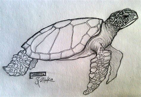 Turtle Sketch | Home | sea turtle drawing Gallery | Also Try: | Turtle drawing, Turtle sketch ...