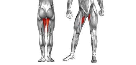 Hip adductor muscles | Golf Loopy - Play Your Golf Like a Champion