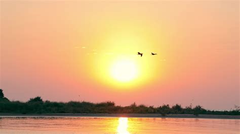 Birds flying at sunrise. Silhouette of two birds flying over the water on a background of ...