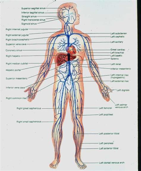 15 best Human | Veins & Arteries | Anatomy images on Pinterest | Arteries anatomy, Med school ...