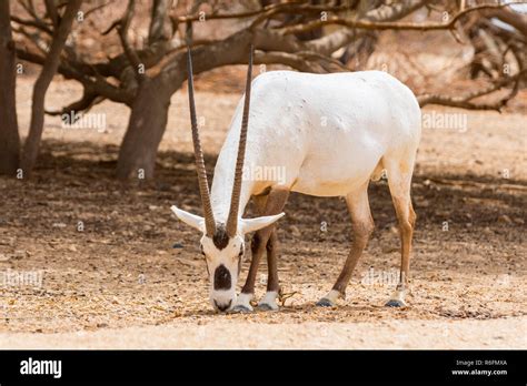 Antelope, The Arabian Oryx Or White Oryx (Oryx Leucoryx) In Yotvata Hai-Bar Nature Reserve ...