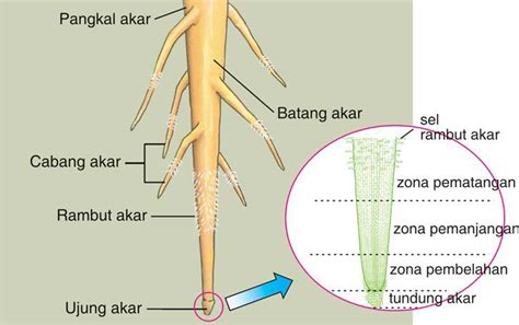 Mengenal Tumbuhan: Anatomi Dan Morfologi Tumbuhan